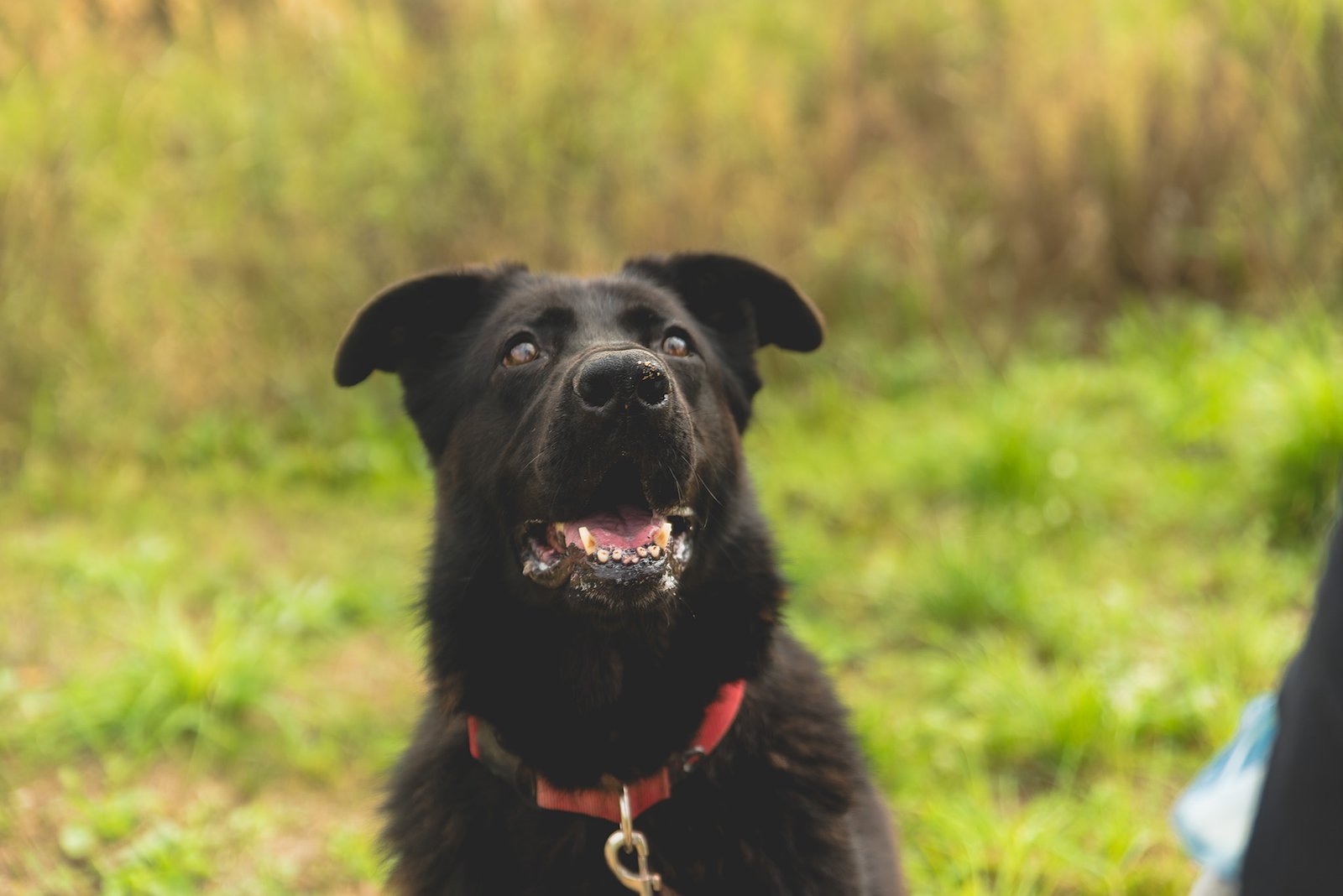 Fėja – kelionė automobiliu